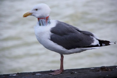 Birds Tortured With Beer Can Chokers