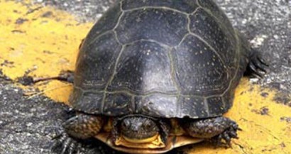 According to the Port Authority, the turtles measured about 8 inches long and weighed 2 to 3 pounds.