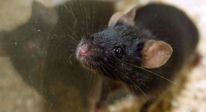 Experiments on mice suggest that getting hopped up on java might be good for your health.