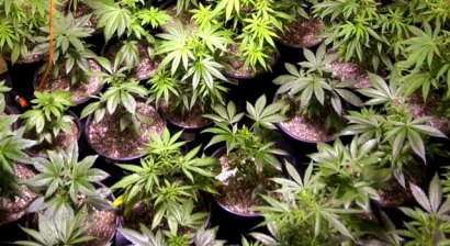A medical marijuana bill has already passed in the state senate. Today it passed a general assembly committee. A medical marijuana bill has already passed in the state senate. Today it passed a general assembly committee.