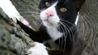 More cats with claws mean more cats in trees, so what will the SFFD have to say on the issue?