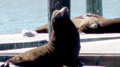 How much would you pay to caress this hunka-hunka burnin' blubber? How much would you pay to caress this hunka-hunka burnin' blubber?