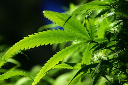 Even when legal, growing pot can prove a risky business.
