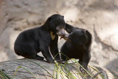 Pagi, a female Bornean sun bear cub whose name means morning in a Malayan dialect, reassured her brother, Palu, who is named after a valley in Borneo, as they made their public debut at the San Diego 