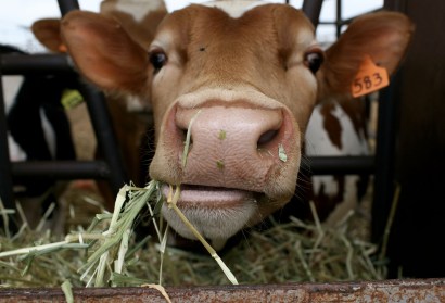 All the poos is not renenwable energy gold quite yet, but a meat eater can dream.