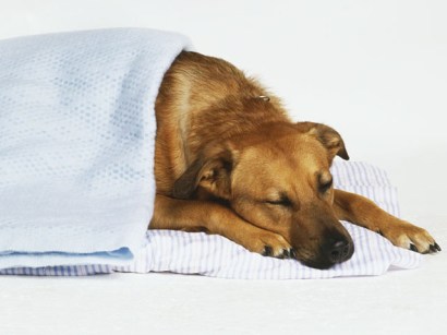 Eating the gum is not always fatal to pets -- they may just become sickened, but they will need treatment.