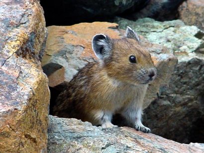 The pika generally spends its whole live in an area less than a mile square, so might not be able to migrate north as the planet warms.