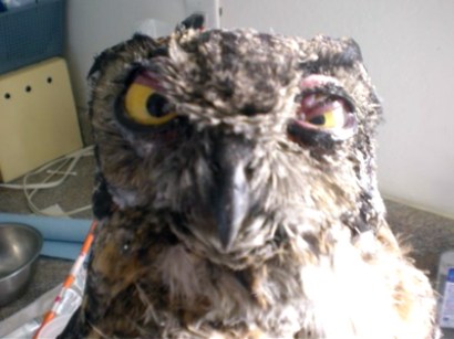 Injured owl
