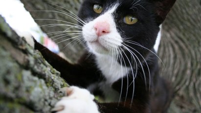 Cat Power: Outlaw the Declaw