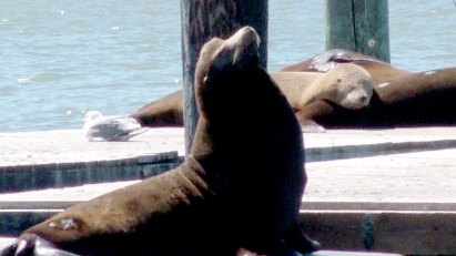 Sea Lions Shake Their Moneymakers