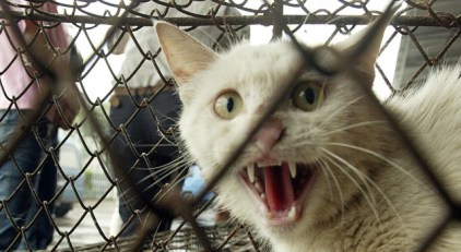 Cats and Dogs Have Been Targeted for Termination