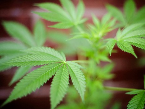 Medi-Pot: Have You Heard the One About? 