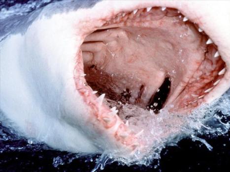 Weekend Watch List: SHARK WEEK