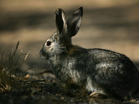 Easter Bunny Safari Search