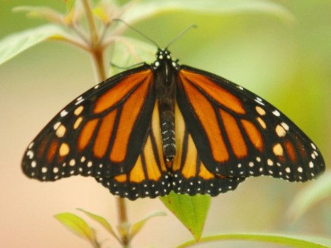 Monarch Beauty in Pacific Grove