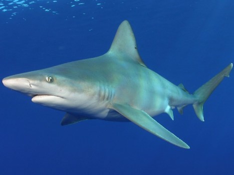 Shark Days at Monterey Bay Aquarium