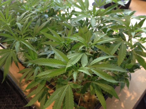 Giants Celebrations Marked by Smell of Pot
