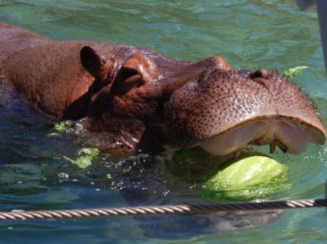 SF Zoo Names Hippo 'Brian Wilson'