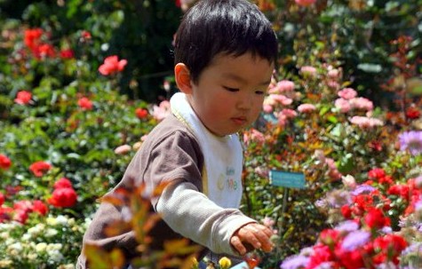 Springtime in Rose Central