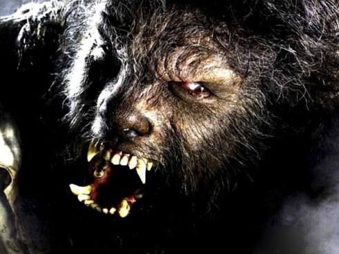 http://media.nbcbayarea.com/images/012010wolfmanthumb01_640x480.jpg