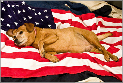 Patriotic Pups