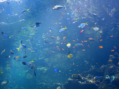 Beyond the Lines at the California Academy of Sciences