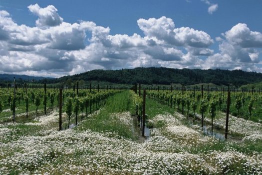 Tickets on Sale: Taste Alexander Valley