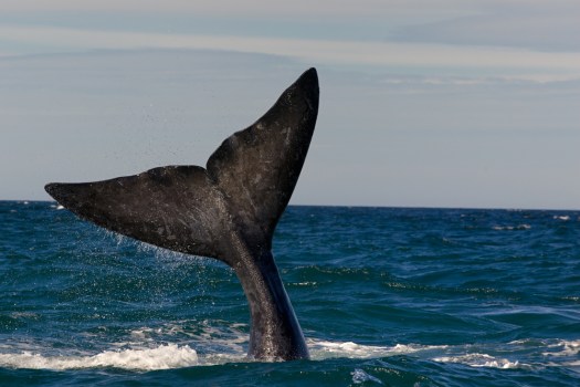 A Trio of Whale Festivals