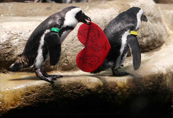 California Academy of Science Celebrates Valentine's Day
