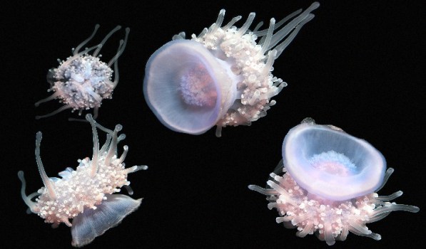 Rare Jellies in Monterey
