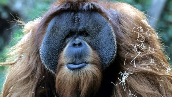 Absolutely Apes