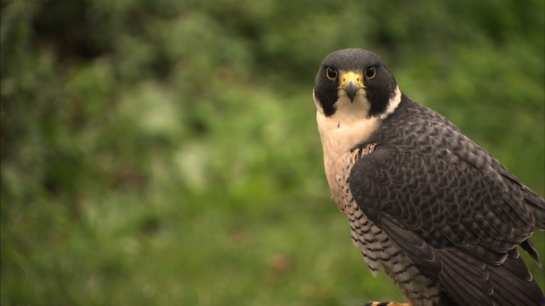 Peregrine Falcon Shot at SFO