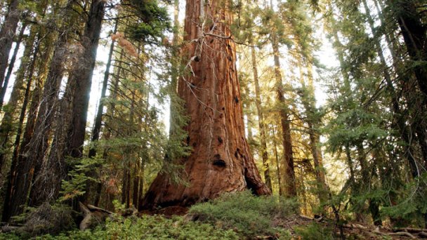 Green Law May Create More Green for Loggers