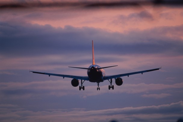 Birds Shot Daily by Airport Workers