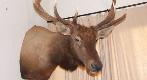 Wardens Go Undercover to Crack Down on Trophy Animal Sales