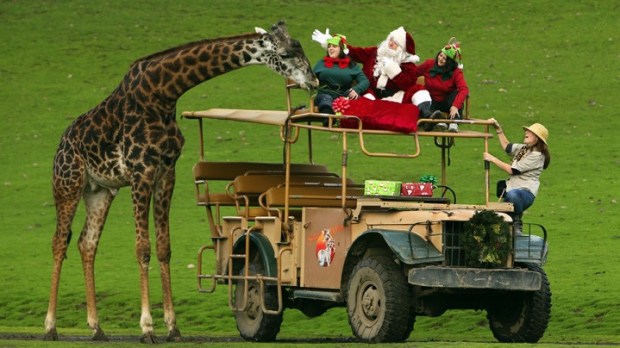 Santa on Safari