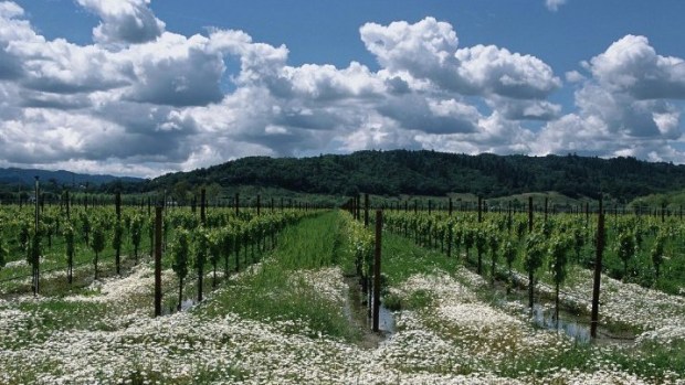 A Grape Weekend in Alexander Valley