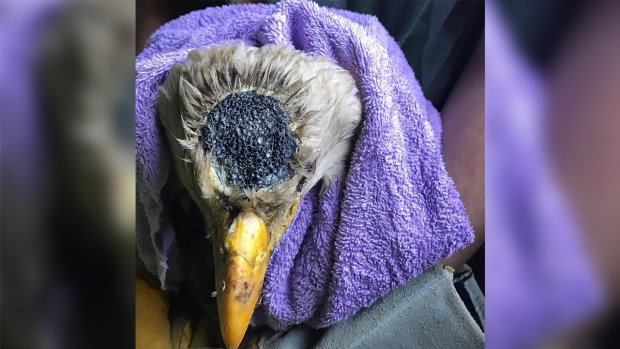 Storm to the rescue! Heartwarming video shows dog save drowning fawn