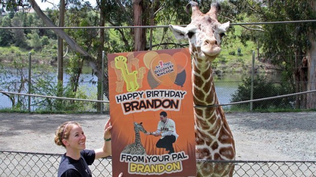 Happy Birthday, Brandon Belt, From a Giraffe