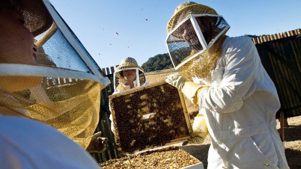 Queen Bees at Carmel Valley