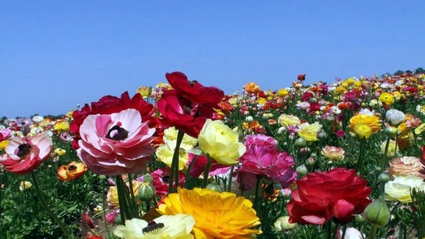 Flower Fields Forever