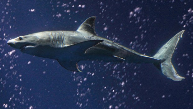 Monterey Bay Aquarium Welcomes Great White