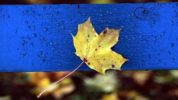 Mammoth Leaf Peeping