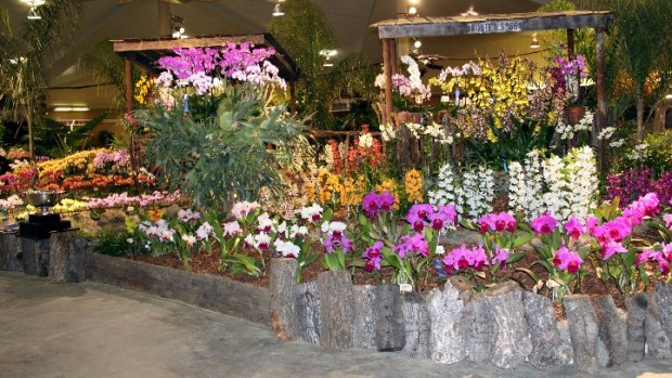 Orchids Abloom in Santa Barbara