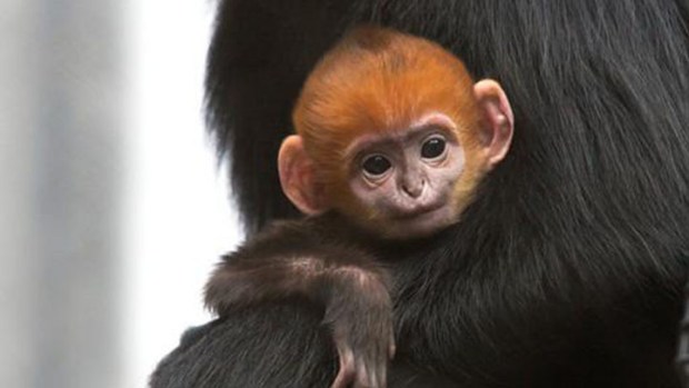 SF Zoo's 'Rally Monkey' Brings Giants Good Luck