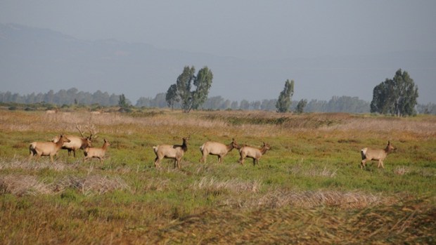 The Tule Elk of Grizzly Island