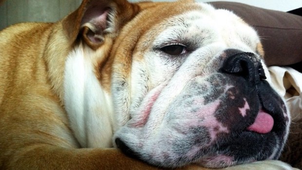 Kimpton's Cuddliest Contest