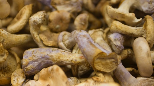 Wild Mushrooms of Healdsburg