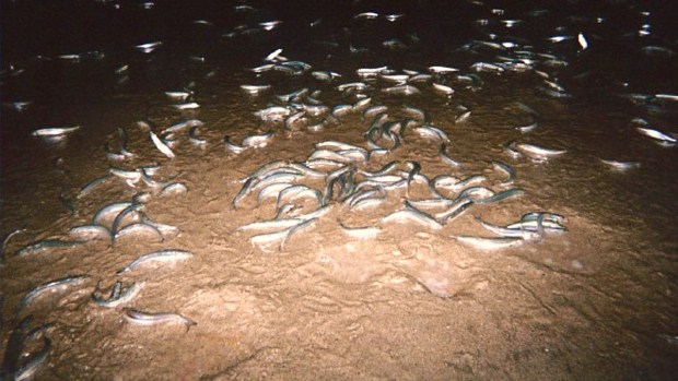 Grunion Time