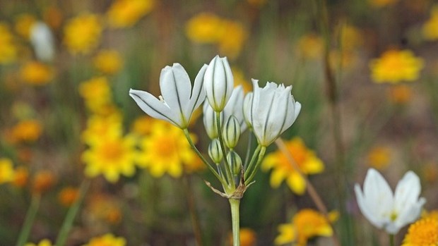 The Wildflowers of Jepson Prairie